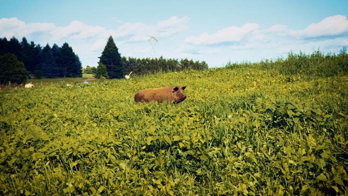 Yker Acres pig in the field