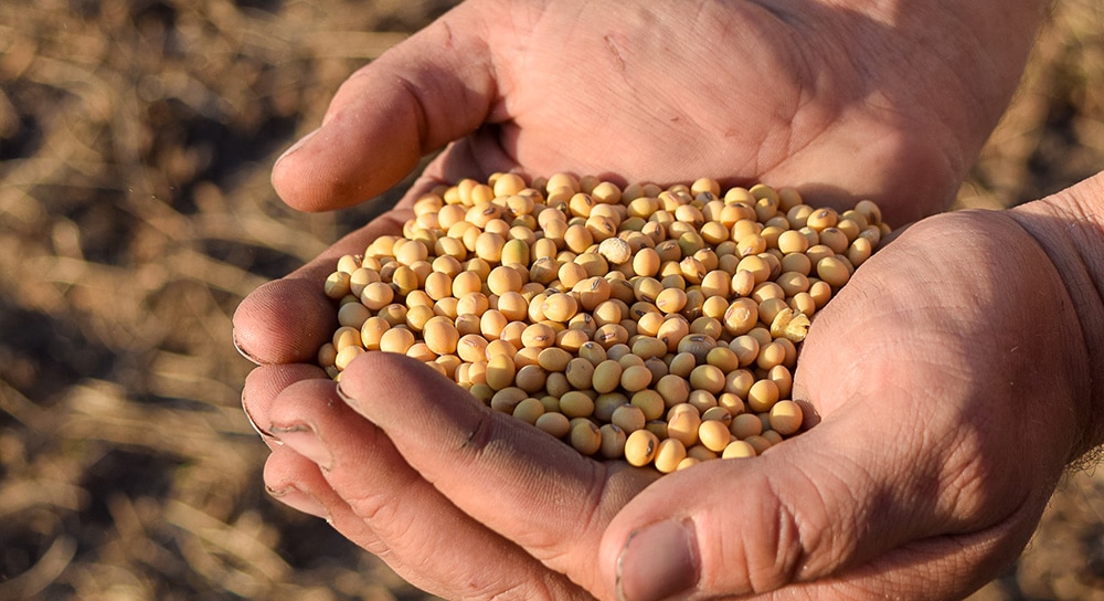 A close-up of two hands holding a large handful of yellow soybeans, with a blurred outdoor background.