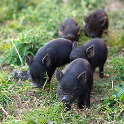 Five small black piglets walk on green grass, surrounded by patches of vegetation. The piglets are close together, exploring the area, with two in focus at the front and three slightly blurred in the background.
