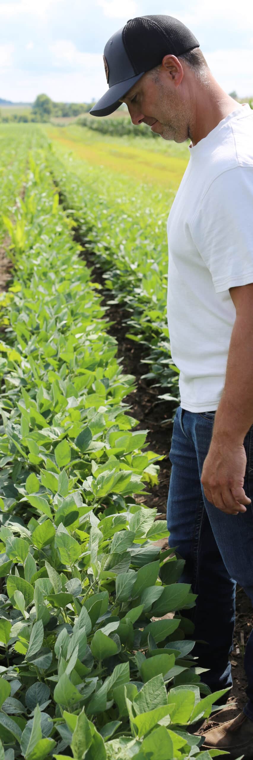 A man wearing a black cap, white shirt, and jeans stands in a field, inspecting green plants growing in neat rows on a sunny day.