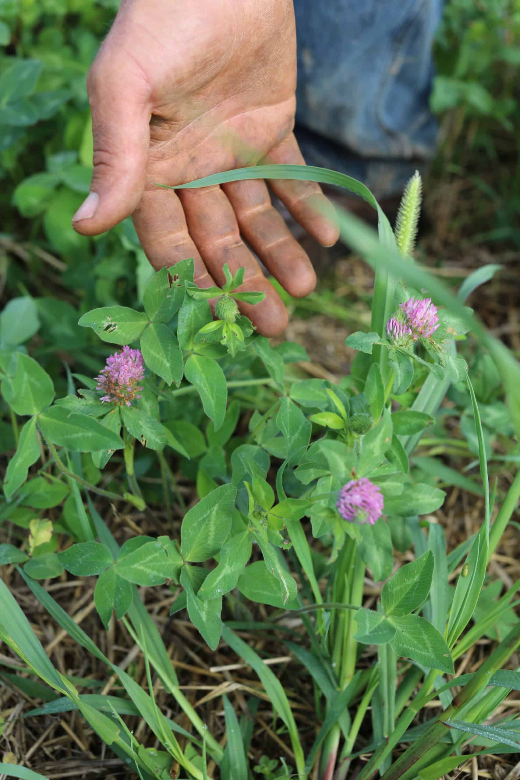 A hand hovers above a clover plant with green leaves and purple flowers, surrounded by grass and other vegetation. The person is wearing blue jeans and is outside in a natural setting.