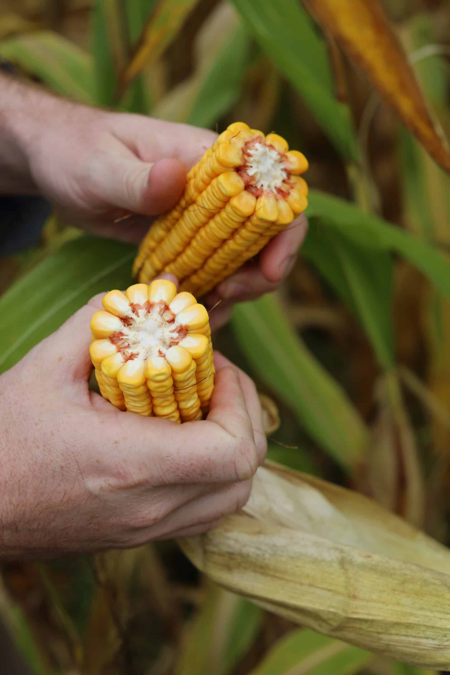 A person holds a freshly broken ear of corn in their hands, showing the yellow kernels and white center, with green cornstalks in the background.