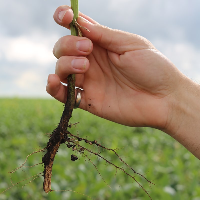 A hand holding a plant by the stem, exposing its roots with some soil attached. The background shows a green field and a cloudy sky.