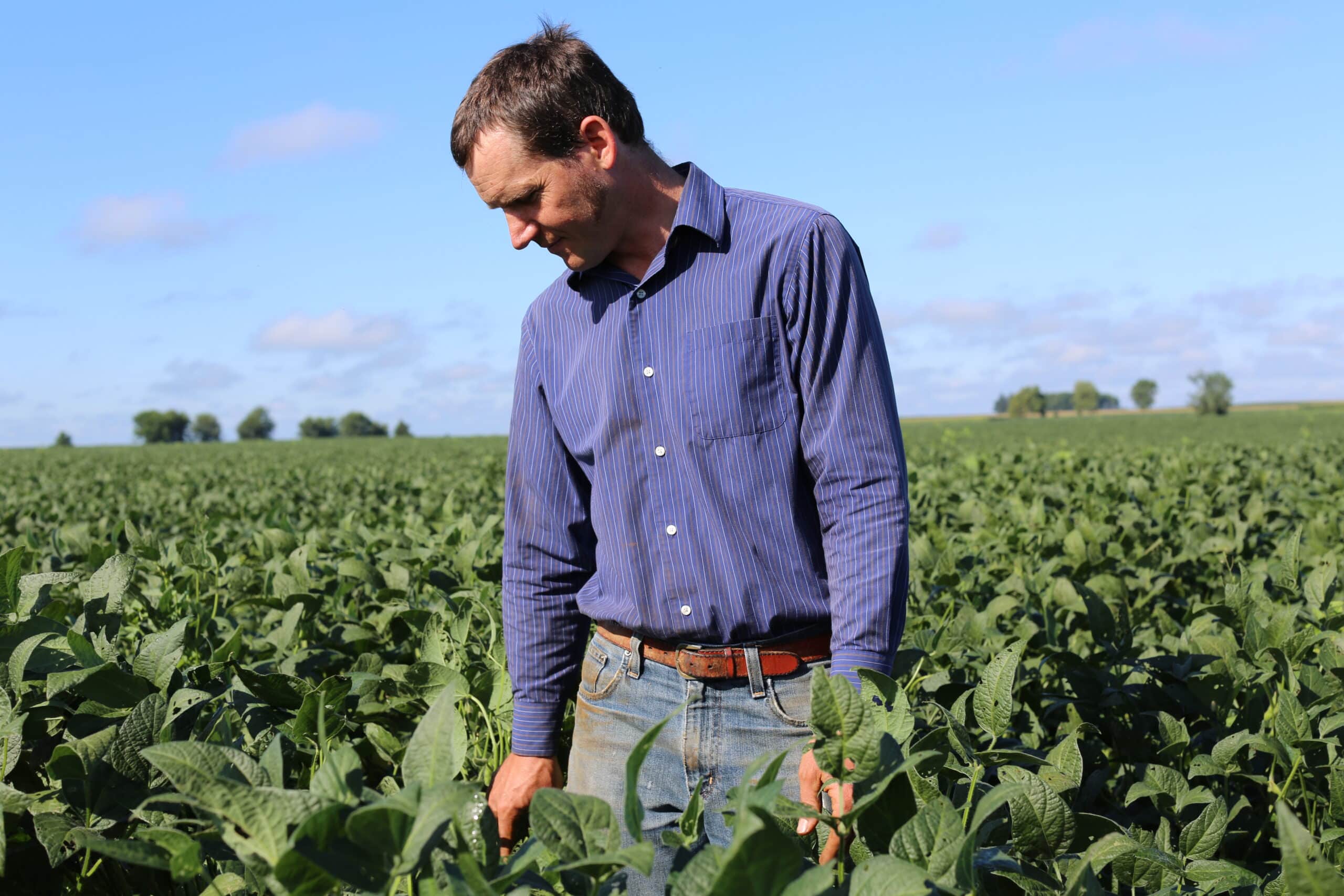 A man in a blue shirt stands in a green field of crops, looking down at the plants under a clear blue sky.