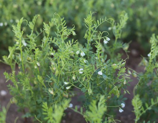 Close-up of green lentil plants growing in a field, with delicate small white flowers and thin, feathery leaves. The soil is visible beneath the dense foliage.