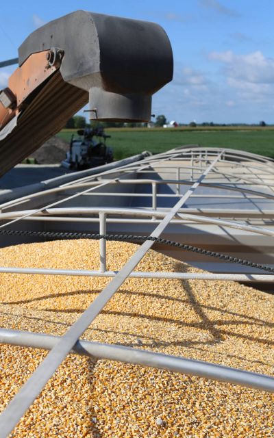 A close-up view of yellow corn kernels being loaded into a large metal grain truck under a conveyor, with a green field and blue sky in the background.